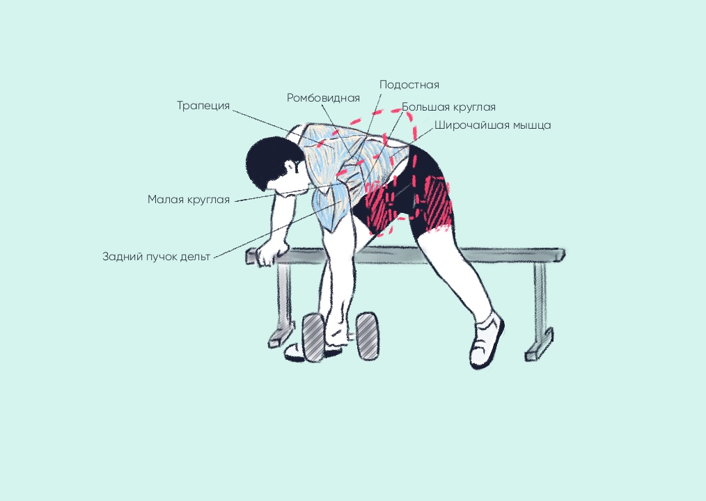 Схема задействующихся мышц при упражнении