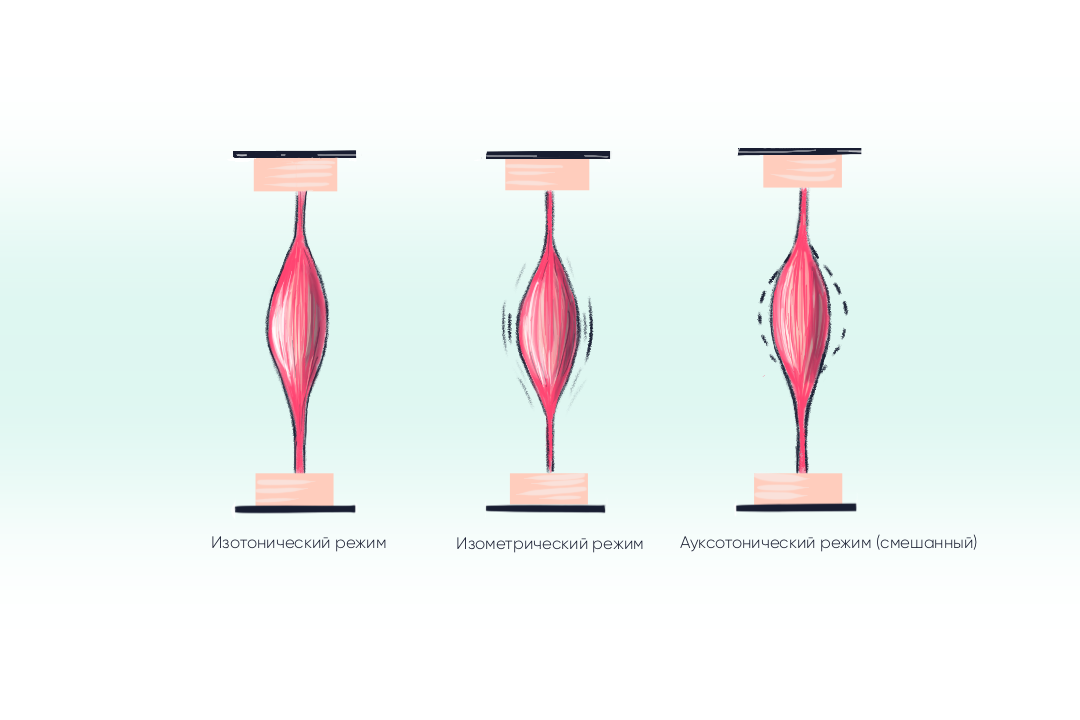 Разное поведение мышц
