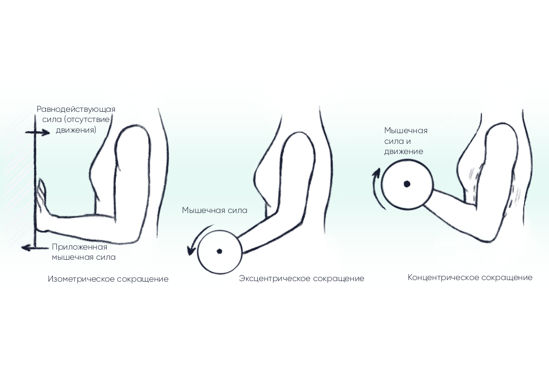 Разные сокращения мышц при разном виде нагрузок