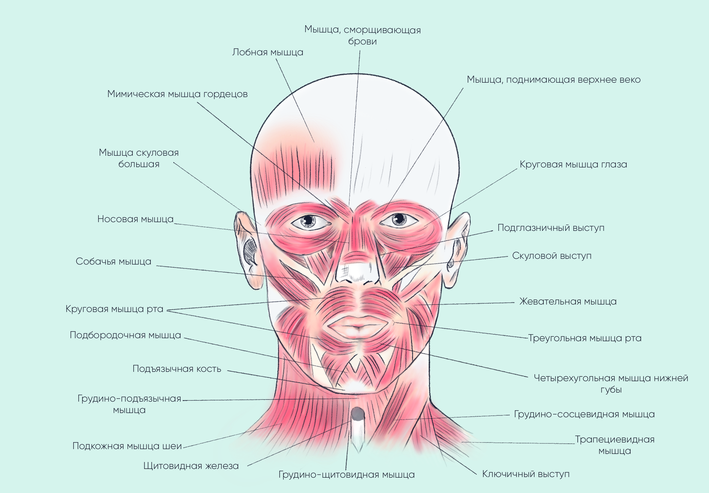 Мышцы лица